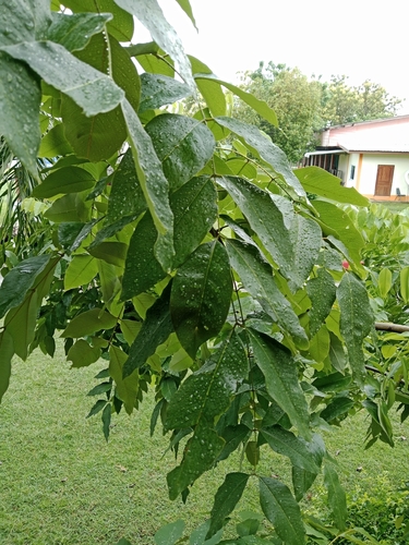 Golden Shower Tree
