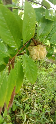 Sweetsop