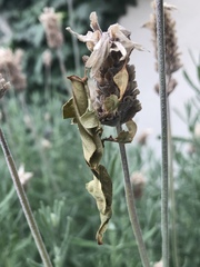 Phyllocrania paradoxa