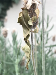 Phyllocrania paradoxa