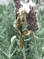 Phyllocrania paradoxa