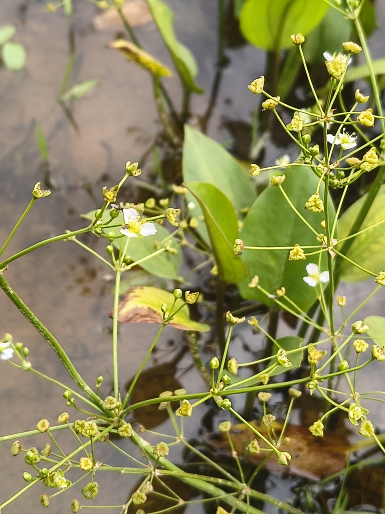Alisma plantago-aquatica