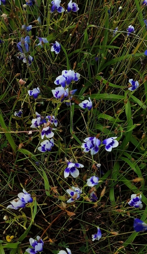 Lindernia hyssopioides, photograph 1