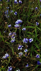 Lindernia hyssopioides