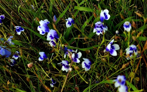 Lindernia hyssopioides, photograph 2