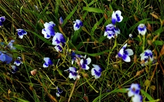 Lindernia hyssopioides, photograph (c) Afsar Nayakkan, some rights reserved (CC BY)