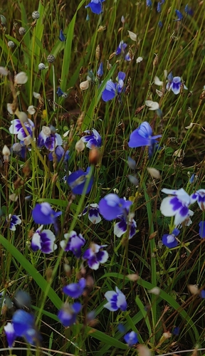 Lindernia hyssopioides, photograph 3