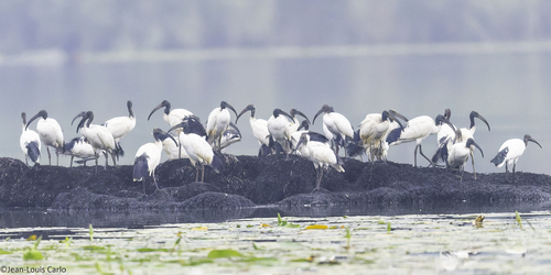 African Sacred Ibis