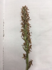 Platanthera dilatata