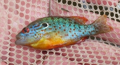 Lepomis humilis