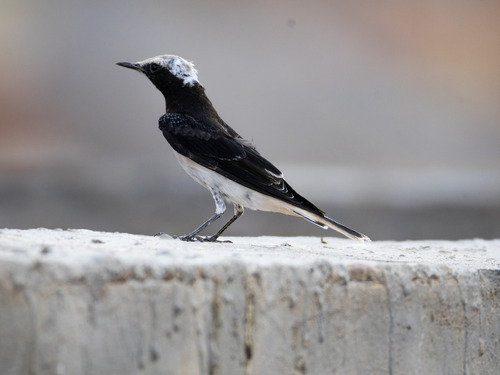 Hooded Wheatear (Oenanthe monacha)