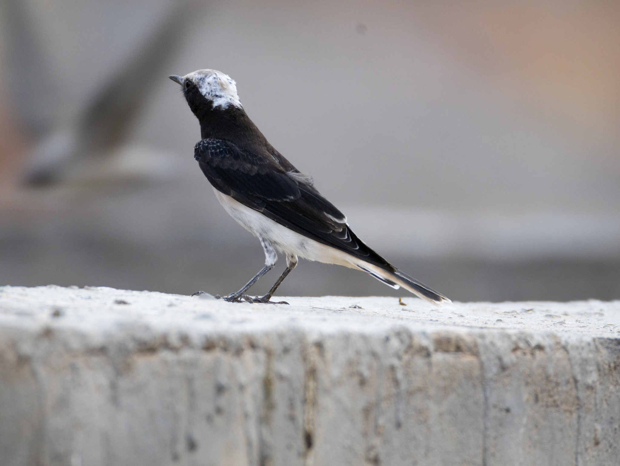 Hooded Wheatear (Oenanthe monacha), photo 2