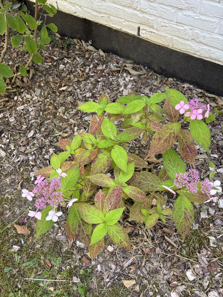 Hydrangea macrophylla