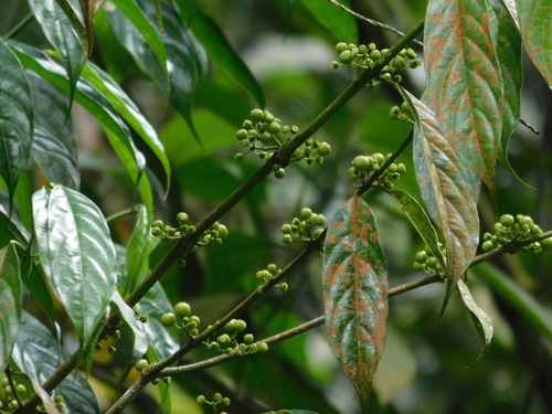 Urophyllum arboreum