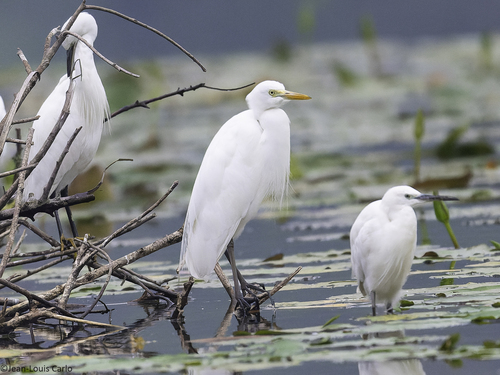 Yellow-billed Egret