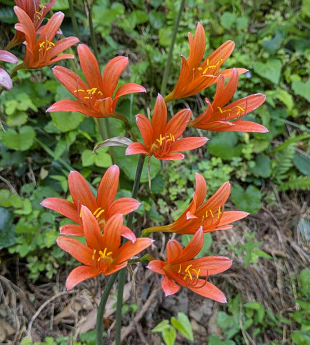 Lycoris sanguinea iNat (3)