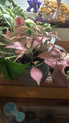 Fittonia