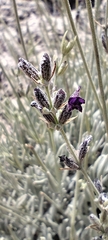 (c) Santiago Martín-Bravo, some rights reserved (CC BY) Lavandula lanata, photograph (c) Santiago Martín-Bravo, some rights reserved (CC BY)