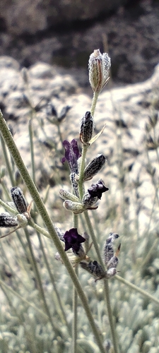 Lavandula lanata, photograph 4