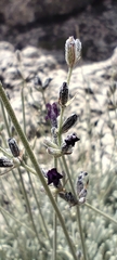 (c) Santiago Martín-Bravo, some rights reserved (CC BY) Lavandula lanata, photograph (c) Santiago Martín-Bravo, some rights reserved (CC BY)