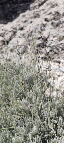 Lavandula lanata, photograph 5