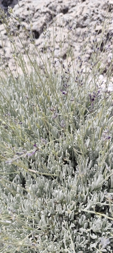 Lavandula lanata, photograph 6
