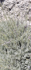 Lavandula lanata, photograph (c) Santiago Martín-Bravo, some rights reserved (CC BY)