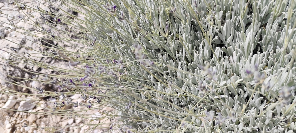 Lavandula lanata; photograph (c) Santiago Martín-Bravo, some rights reserved (CC BY)