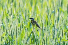 Motacilla flava cinereocapilla