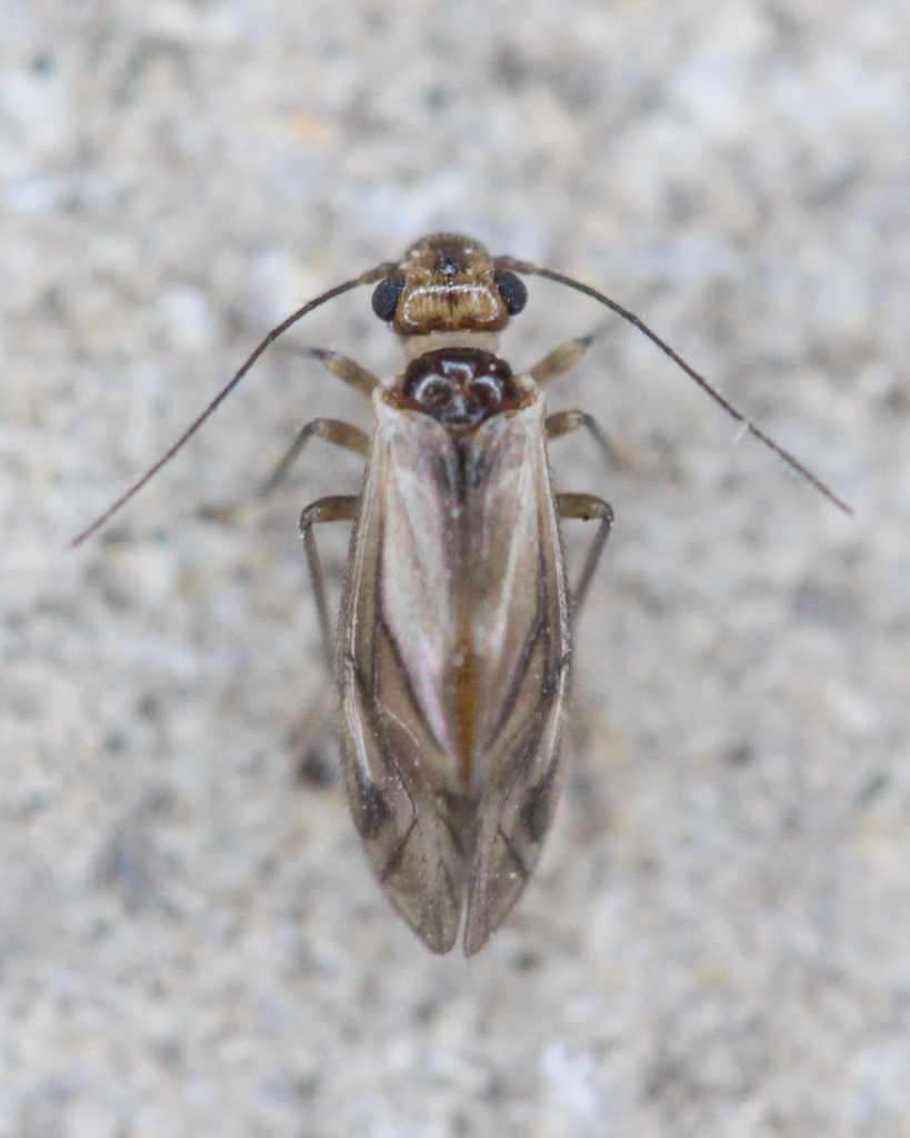 Valenzuela corsicus