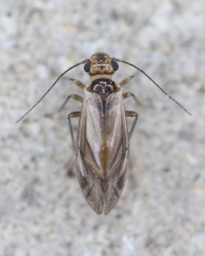 Valenzuela corsicus