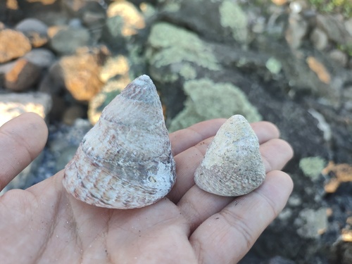 Tegula pfeifferi observed 2025-08-23