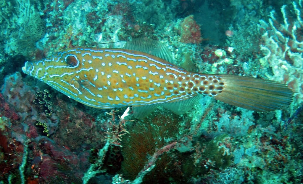 Scrawled filefish