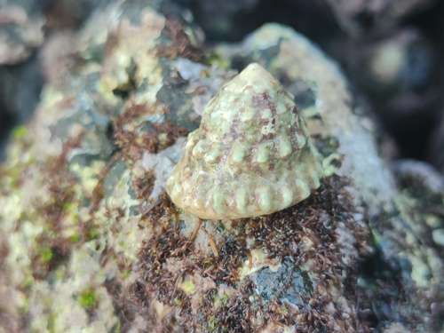 Trochus sacellum observed 2025-08-23