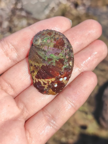 Haliotis diversicolor, 2025-08-23