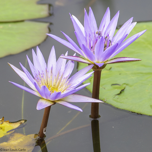 Day Waterlily