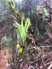 Aspalathus monosperma