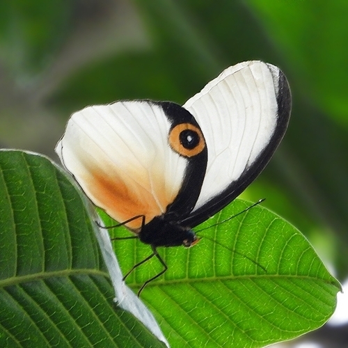 Taenaris chionides