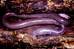 Gymnopis multiplicata