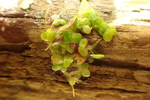Lemna japonica iNat (3)