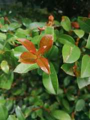 Syzygium paniculatum