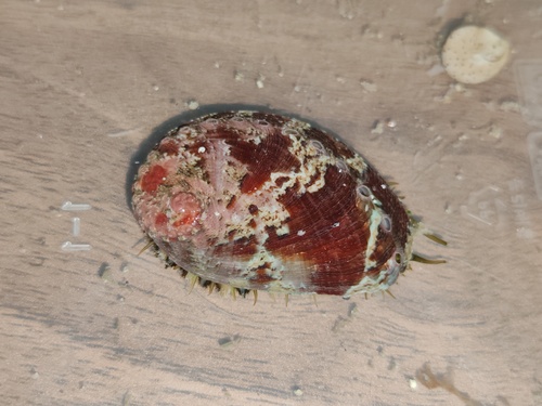 Haliotis diversicolor, 2025-08-23