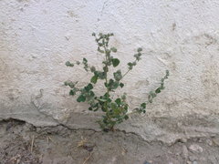 Chenopodium opulifolium