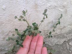 Chenopodium opulifolium