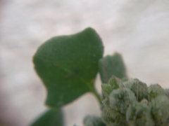 Chenopodium opulifolium