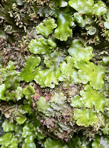Wiesnerella denudata observed 2025-08-25
