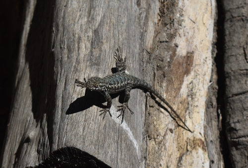 iNaturalist observation photo of Western Fence Lizard