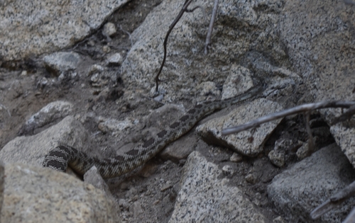 iNaturalist observation photo of Western Rattlesnake