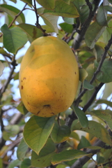 Pseudocydonia sinensis