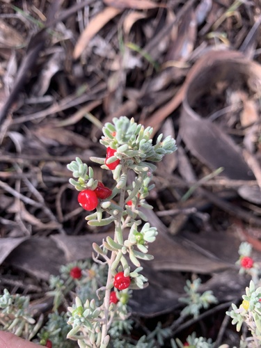ruby saltbush